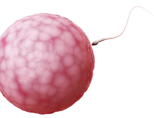 Remarkable Facts About the Human Egg